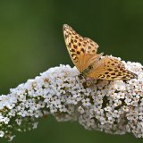 Ces 30 dernières années en Europe, les populations d'insectes volants ont diminué de 75% et les populations d'oiseaux des champs ont chuté de 30% en France, selon des études citées par les ONG. L'intensification de l'agriculture en est la cause pr...